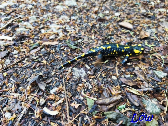 4.5.2025 - Feuersalamander